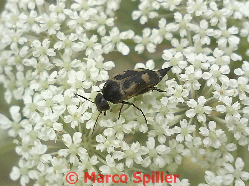 Mordella fasciata - Variimorda villosa